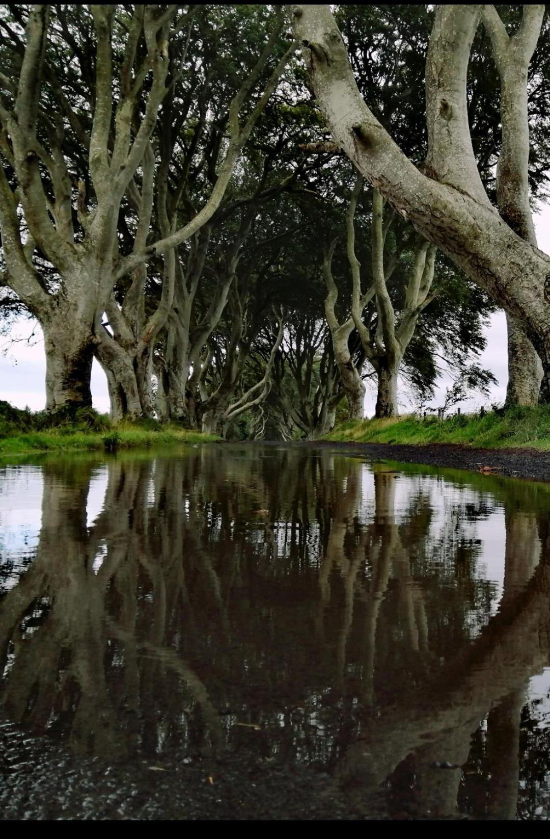Doughery Den The Dark Hedges Hideaway Armoy 外观 照片