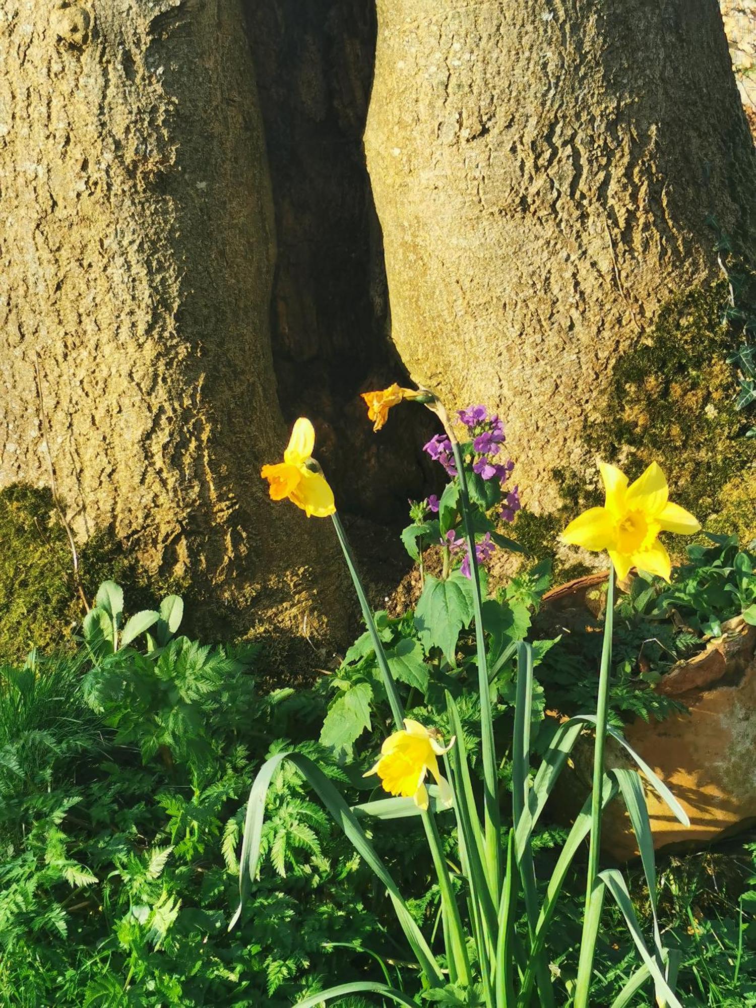 Doughery Den The Dark Hedges Hideaway Armoy 外观 照片